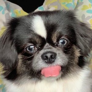 Meet your Posher, Cynthia